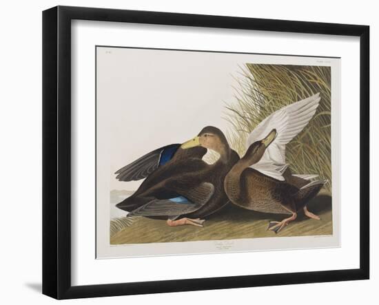 Illustration from 'Birds of America', 1827-38 (Hand-Coloured and Aquatint)-John James Audubon-Framed Giclee Print