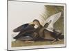 Illustration from 'Birds of America', 1827-38 (Hand-Coloured and Aquatint)-John James Audubon-Mounted Giclee Print