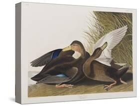 Illustration from 'Birds of America', 1827-38 (Hand-Coloured and Aquatint)-John James Audubon-Stretched Canvas