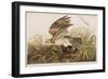 Illustration from 'Birds of America', 1827-38 (Hand-Coloured and Aquatint)-John James Audubon-Framed Giclee Print