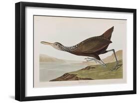 Illustration from 'Birds of America', 1827-38 (Hand-Coloured and Aquatint)-John James Audubon-Framed Giclee Print