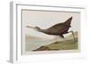 Illustration from 'Birds of America', 1827-38 (Hand-Coloured and Aquatint)-John James Audubon-Framed Giclee Print