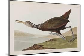 Illustration from 'Birds of America', 1827-38 (Hand-Coloured and Aquatint)-John James Audubon-Mounted Giclee Print