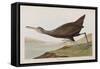 Illustration from 'Birds of America', 1827-38 (Hand-Coloured and Aquatint)-John James Audubon-Framed Stretched Canvas