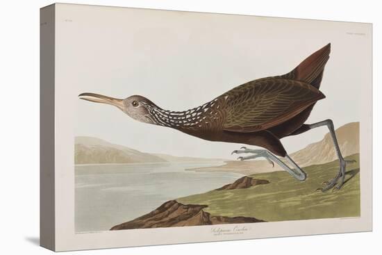 Illustration from 'Birds of America', 1827-38 (Hand-Coloured and Aquatint)-John James Audubon-Stretched Canvas