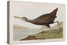 Illustration from 'Birds of America', 1827-38 (Hand-Coloured and Aquatint)-John James Audubon-Stretched Canvas