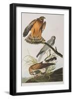 Illustration from 'Birds of America', 1827-38 (Hand-Coloured and Aquatint)-John James Audubon-Framed Giclee Print