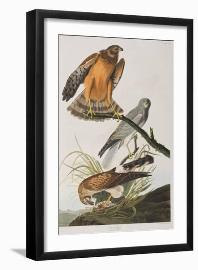 Illustration from 'Birds of America', 1827-38 (Hand-Coloured and Aquatint)-John James Audubon-Framed Giclee Print