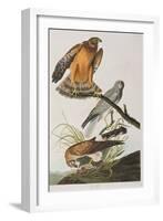 Illustration from 'Birds of America', 1827-38 (Hand-Coloured and Aquatint)-John James Audubon-Framed Giclee Print