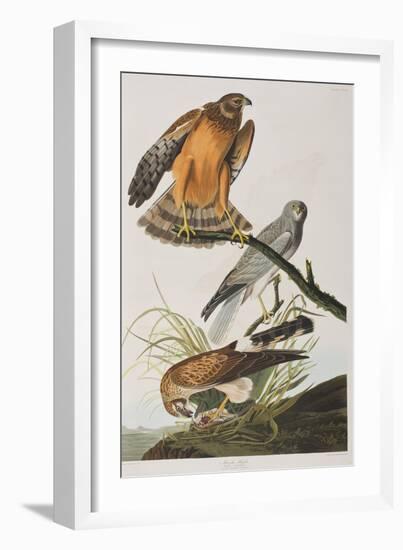 Illustration from 'Birds of America', 1827-38 (Hand-Coloured and Aquatint)-John James Audubon-Framed Giclee Print