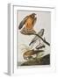 Illustration from 'Birds of America', 1827-38 (Hand-Coloured and Aquatint)-John James Audubon-Framed Giclee Print