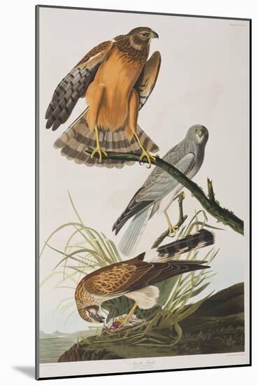 Illustration from 'Birds of America', 1827-38 (Hand-Coloured and Aquatint)-John James Audubon-Mounted Giclee Print