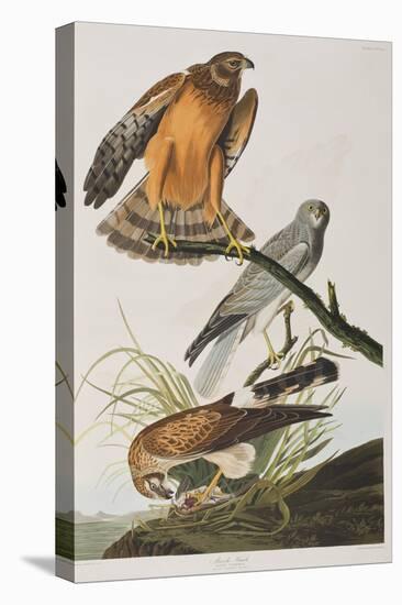 Illustration from 'Birds of America', 1827-38 (Hand-Coloured and Aquatint)-John James Audubon-Stretched Canvas