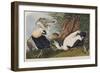 Illustration from 'Birds of America', 1827-38 (Hand-Coloured and Aquatint)-John James Audubon-Framed Giclee Print