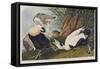 Illustration from 'Birds of America', 1827-38 (Hand-Coloured and Aquatint)-John James Audubon-Framed Stretched Canvas