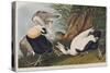 Illustration from 'Birds of America', 1827-38 (Hand-Coloured and Aquatint)-John James Audubon-Stretched Canvas