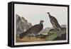 Illustration from 'Birds of America', 1827-38 (Hand-Coloured and Aquatint)-John James Audubon-Framed Stretched Canvas