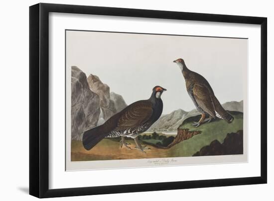 Illustration from 'Birds of America', 1827-38 (Hand-Coloured and Aquatint)-John James Audubon-Framed Giclee Print