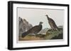 Illustration from 'Birds of America', 1827-38 (Hand-Coloured and Aquatint)-John James Audubon-Framed Giclee Print