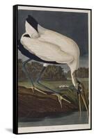 Illustration from 'Birds of America', 1827-38 (Hand-Coloured and Aquatint)-John James Audubon-Framed Stretched Canvas