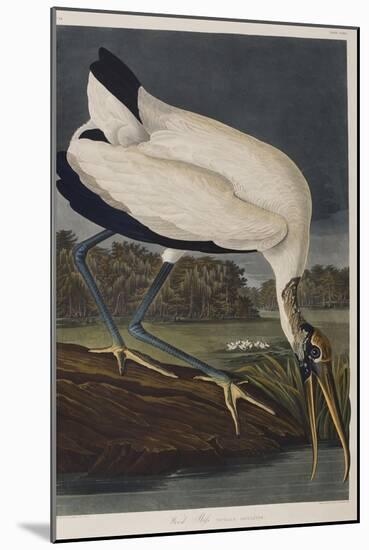 Illustration from 'Birds of America', 1827-38 (Hand-Coloured and Aquatint)-John James Audubon-Mounted Giclee Print