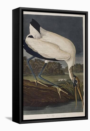 Illustration from 'Birds of America', 1827-38 (Hand-Coloured and Aquatint)-John James Audubon-Framed Stretched Canvas