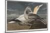 Illustration from 'Birds of America', 1827-38 (Hand-Coloured and Aquatint)-John James Audubon-Mounted Giclee Print