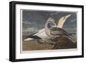 Illustration from 'Birds of America', 1827-38 (Hand-Coloured and Aquatint)-John James Audubon-Framed Premium Giclee Print