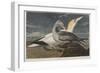 Illustration from 'Birds of America', 1827-38 (Hand-Coloured and Aquatint)-John James Audubon-Framed Premium Giclee Print