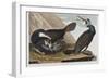 Illustration from 'Birds of America', 1827-38 (Hand-Coloured and Aquatint)-John James Audubon-Framed Giclee Print