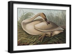 Illustration from 'Birds of America', 1827-38 (Hand-Coloured and Aquatint)-John James Audubon-Framed Giclee Print