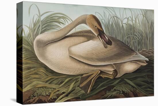 Illustration from 'Birds of America', 1827-38 (Hand-Coloured and Aquatint)-John James Audubon-Stretched Canvas