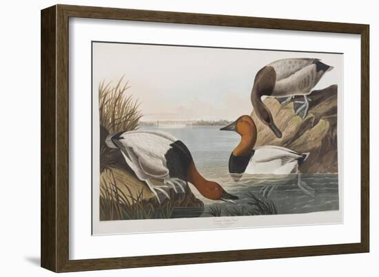 Illustration from 'Birds of America', 1827-38 (Hand-Coloured and Aquatint)-John James Audubon-Framed Giclee Print
