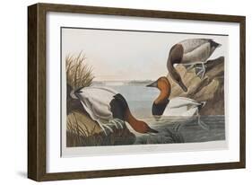 Illustration from 'Birds of America', 1827-38 (Hand-Coloured and Aquatint)-John James Audubon-Framed Giclee Print