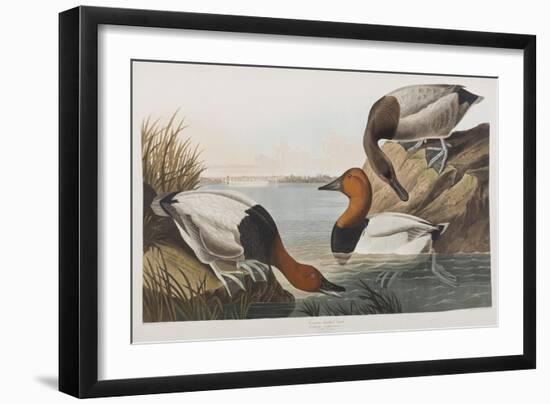 Illustration from 'Birds of America', 1827-38 (Hand-Coloured and Aquatint)-John James Audubon-Framed Giclee Print