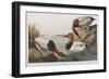 Illustration from 'Birds of America', 1827-38 (Hand-Coloured and Aquatint)-John James Audubon-Framed Giclee Print