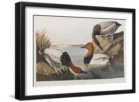 Illustration from 'Birds of America', 1827-38 (Hand-Coloured and Aquatint)-John James Audubon-Framed Giclee Print