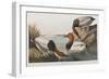 Illustration from 'Birds of America', 1827-38 (Hand-Coloured and Aquatint)-John James Audubon-Framed Giclee Print