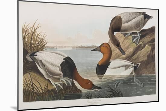 Illustration from 'Birds of America', 1827-38 (Hand-Coloured and Aquatint)-John James Audubon-Mounted Giclee Print