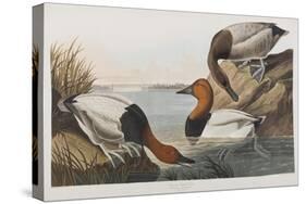 Illustration from 'Birds of America', 1827-38 (Hand-Coloured and Aquatint)-John James Audubon-Stretched Canvas