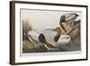 Illustration from 'Birds of America', 1827-38 (Hand-Coloured and Aquatint)-John James Audubon-Framed Giclee Print