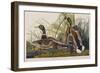 Illustration from 'Birds of America', 1827-38 (Hand-Coloured and Aquatint)-John James Audubon-Framed Giclee Print