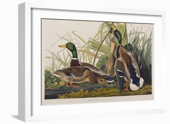 Illustration from 'Birds of America', 1827-38 (Hand-Coloured and Aquatint)-John James Audubon-Framed Giclee Print