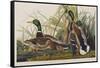 Illustration from 'Birds of America', 1827-38 (Hand-Coloured and Aquatint)-John James Audubon-Framed Stretched Canvas