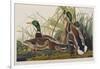 Illustration from 'Birds of America', 1827-38 (Hand-Coloured and Aquatint)-John James Audubon-Framed Giclee Print