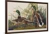 Illustration from 'Birds of America', 1827-38 (Hand-Coloured and Aquatint)-John James Audubon-Framed Giclee Print