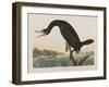 Illustration from 'Birds of America', 1827-38 (Hand-Coloured and Aquatint)-John James Audubon-Framed Giclee Print