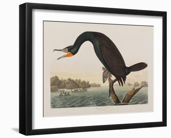 Illustration from 'Birds of America', 1827-38 (Hand-Coloured and Aquatint)-John James Audubon-Framed Giclee Print