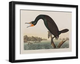 Illustration from 'Birds of America', 1827-38 (Hand-Coloured and Aquatint)-John James Audubon-Framed Giclee Print