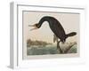 Illustration from 'Birds of America', 1827-38 (Hand-Coloured and Aquatint)-John James Audubon-Framed Giclee Print